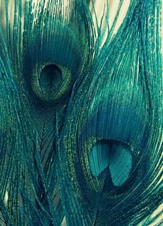 Teal Peacock Feather...