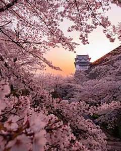 樱花