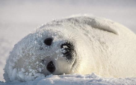 白色小海豹图片