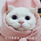 #猫咪表情包# （@塔普虾团 ） 猫：李白（@... 来自猫咪表情包 - 微博