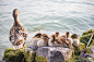 ducks-6480791_1280.jpg (1280×853)