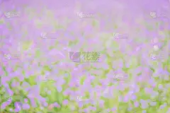 散焦的紫色花作背景