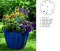花园庭院设计新模式: 容器花园/Container gardening 
芒颖大麦草（Hordeum jubatum），细叶美女樱（Verbena speciosa）， 金盏菊（Calendual officinalis）, 非洲凤仙（Impatiens walleriana）, 雪叶菊（Senecio cineraria）, 蛇目菊（Sanvitalia speciosa）