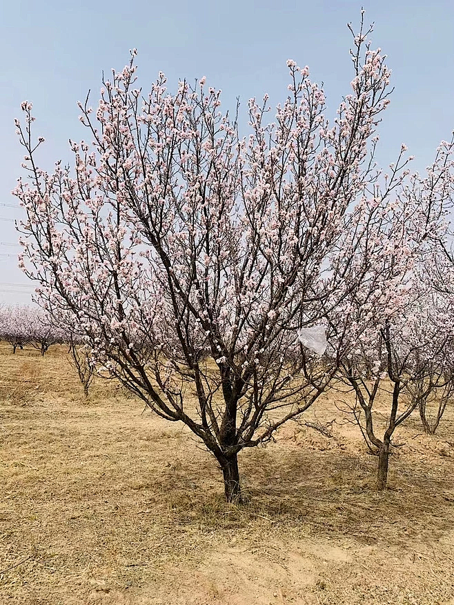 山杏
