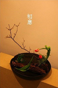 雾朦采集到插花