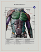 上半身躯干正面肌肉详解1