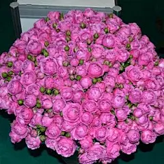 雾泡（Misty Bubbles） 地栽 中大苗 特价-淘宝网