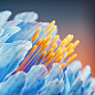 Behance 上的 Procedural Study - Flowers
