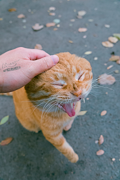 喵物采集到喵呜不停的猫片