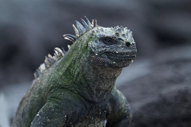 Marine Iguana High D...