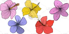 雕刻图像,热带的花,木槿属,壁纸,植物群,春天,植物,乡村风格,花