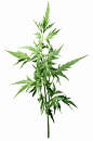 AI数字艺术植物草药艾草图片-众图网