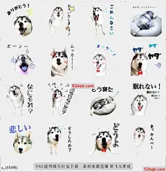 line贴图表情包可爱的西伯利亚雪橇犬Bunta |Cute Siberian Husky Bunta 这枚邮票是可爱的西伯利亚雪橇犬，适合喜欢狗的人，|This stamp is Cute Siberian Husky Bunta.For people who like dogs.@飞天胖虎