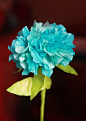 DIY Paper Hydrangeas