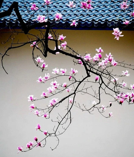 择一城终老，遇一人白首｜尘世的屋檐下，有多少人就有多少爱恋，有多少风花雪月的缠绵，就有多少幸福和温暖。当你穿行在万家灯火，我会为你点燃照亮你回家路的那盏灯；当皱纹爬上你的额头，我会握紧你的手，陪你一起变老，在琐琐碎碎的的日子里，诠释执子之手，与子偕老的永恒。www.hualushop.cn