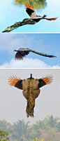 想必很多人还是第一次见到飞翔的孔雀吧？