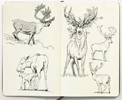 Animal Sketchbook : Series of digital pencil sketches of animals
If you like to get this brush, as well as 7+hours of process video and more, it is available now on the Artstation store.
Follow this link to get it: https://artstn.co/m/kxGR9