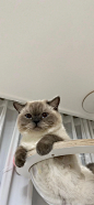 壁纸｜猫猫 - 小红书