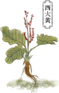 yc2.png (43.9 KB,342*535)