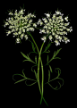 Queen Anne's lace【野胡萝卜花】
野胡萝卜花 (Queen Anne's lace) 是一种很多小花组合成的伞形花科植物，是一种在北美常见的夏季野花。它的英文名字来自于它的形状很像蕾丝。虽然它只是路旁小野花，很多饰品设计师还是很欣赏它，并且把这浪漫的形状加入到设计里。
野胡萝卜是一种中药，藏名加永。伞形花科植物，性寒、味苦微甘，有小毒。野胡萝卜是二年生草本，高15—120厘米。茎单生，有倒糙硬毛。野胡萝卜主要生于田野荒地、山坡、路旁，花期5～7月，果期7～8月。