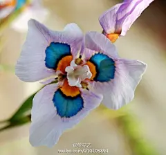 孔雀鸢尾（Peacock Iris，学名：Moraea villosa），天门冬目鸢尾科，草本开花植物，分布於南半球。希腊人相信此花能将灵魂托付爱丽丝带回天国，这也是花语一“爱的使者”的由来 #海报#