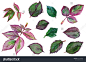 Set of green rose leaves, watercolor hand painted illustration.