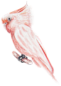 鸟PNG