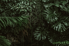 J、mao采集到雨林png