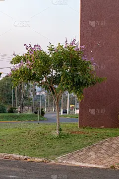 紫薇树