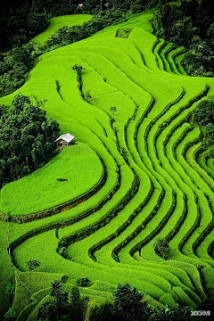 绿水红花采集到绿