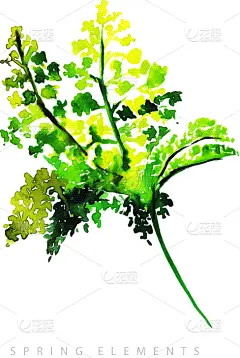 水彩画,春天,自然,季节,高雅,图像,郁金香,花朵,收集,花