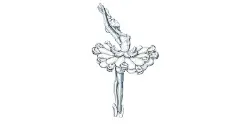 Cygne Blanc芭蕾舞伶胸针芭蕾舞伶胸针

灵感源自《天鹅湖》的胸针象征美丽的Odette公主，她每天都会变成一只白天鹅，是Siegfried王子触碰不到的爱人。Odette挺胸舒展的身姿令镶嵌珊瑚及钻石的芭蕾舞裙散开，仿如要在天际间展翅飞翔。珊瑚经过精心挑选、重新切割及细意搭配，以缔造和谐美感。