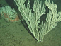 bamboo_coral_600