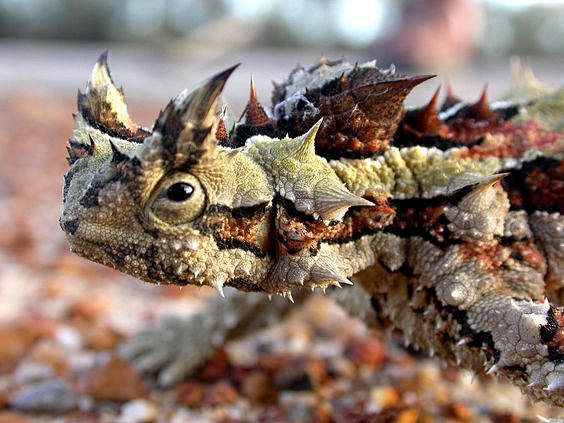 thorny dragon