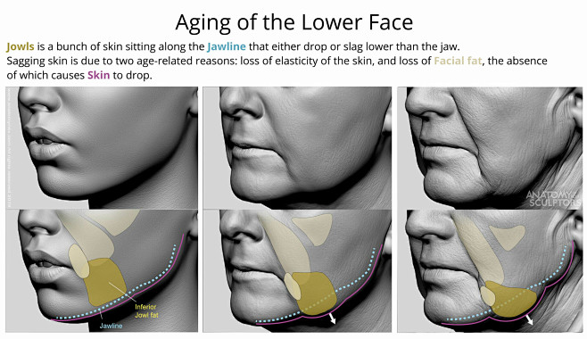 Aging of the Lower F...