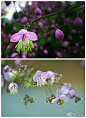 紫花唐松草