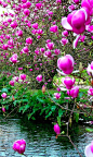 Chinese magnolia at the Garden of Ninfa in Cisterna di Latina, central Italy • photo: Frank Stahlberg on Flickr