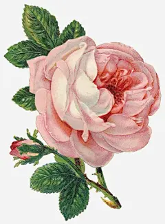 花儿免抠素材 平面电商 创意素材 png素材