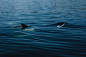 SURFACE TENSION