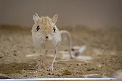 世界上最萌10种小动物新鲜出炉！看到第一种我就笑了 : 地球上生活着大约150万种动物，除了我们平时在动物园和日常生活中见到的，还有很多只能在纪录片中看到。今天小编为大家介绍10种可爱但是不常见的动物，每一个都是表情包的好材料，分分钟萌出血！伶鼬 | 这个...