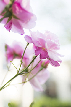 佑佑佑小溪采集到素材° 花花花 花瓣