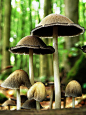 Ink-Cap Mushrooms