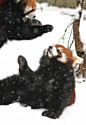 【附视频】太犯规了。小熊猫在雪地里玩的样子真心可爱 New | 我们爱贴图小组 | 果壳网 科技有意思