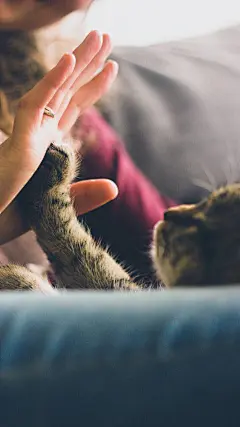 猫咪手机壁纸