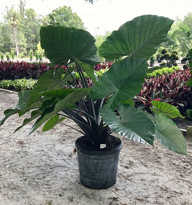 海芋的搜索结果_360图片