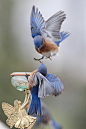 (via A couple of shots of my birds - Bluebirding Forum - GardenWeb)