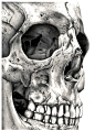 Close up skull would be a good tattoo, with something hidden in the eye. city scape, comic book scenario/villain, doctor who reference etc. Thigh/side/leg/upper right arm (ribs maybe? but PAINFUL)