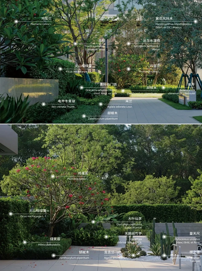 分享一组长效低维护的植物搭配～-花瓣网