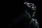 Carrion my wayward son by Alan Shapiro on 500px