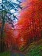 秋季森林，萨克森，德国。
